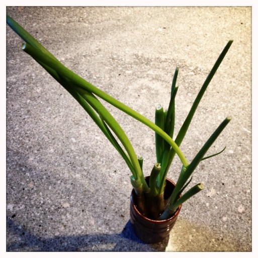 scallions regrown - trust in kim