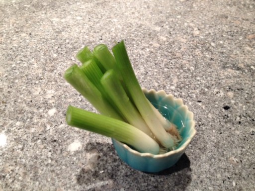 regrowing scallions - trust in kim