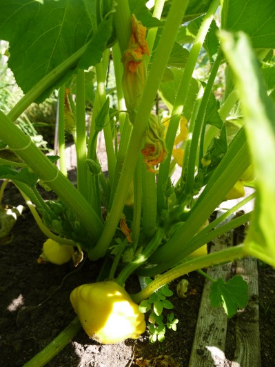 pattypan squash growing - trust in kim