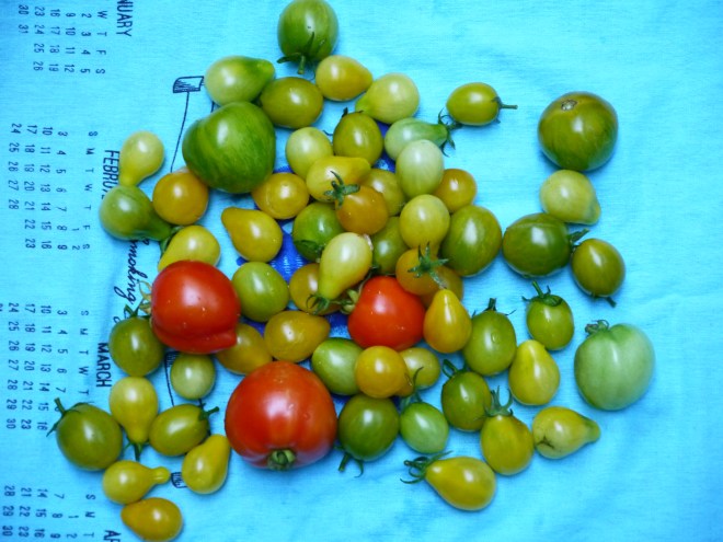 tomatoes - trust in kim