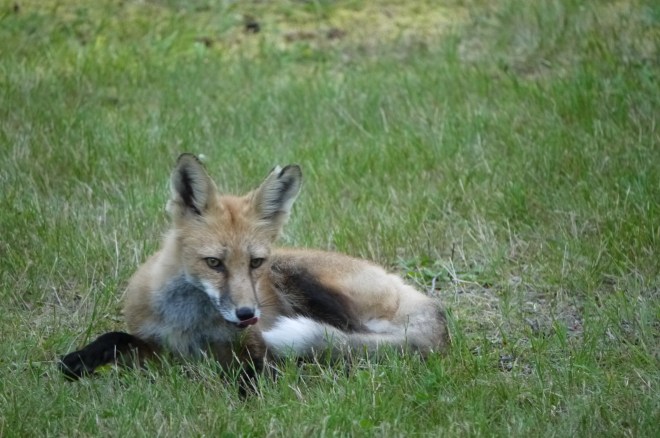 fox licking his lips - trustinkim